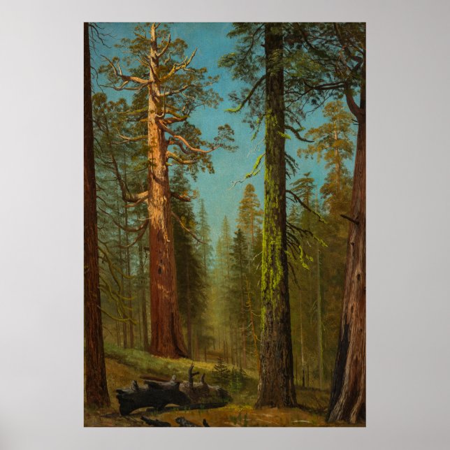  Giant Sequoia Mariposa Grove  California Poster (Front)