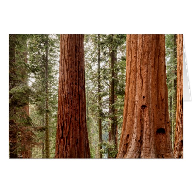 Giant Sequoia Panorama (Front Horizontal)