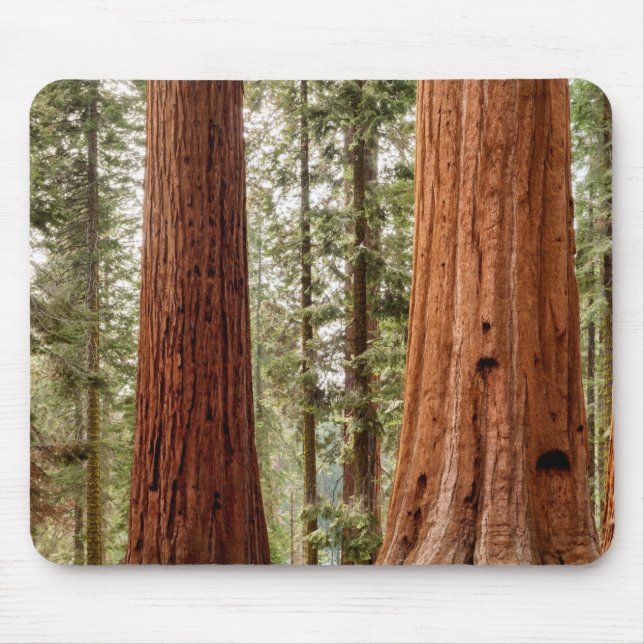 Giant Sequoia Panorama Mouse Pad (Front)