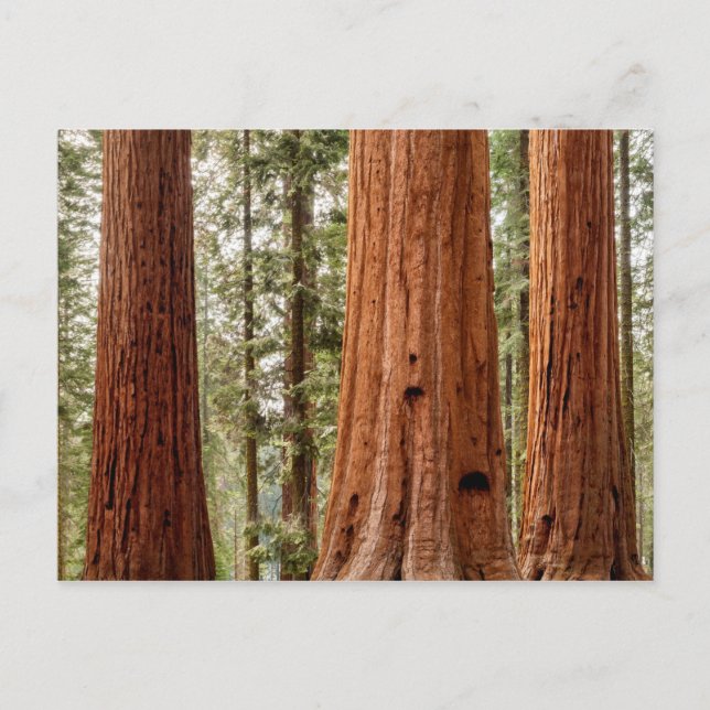 Giant Sequoia Panorama Postcard (Front)
