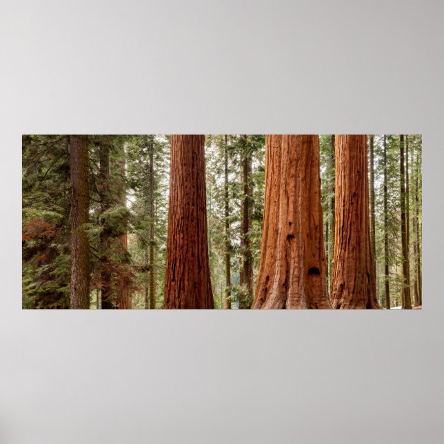 Giant Sequoia Panorama Poster (Front)