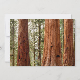 Giant Sequoia Panorama Thank You Card