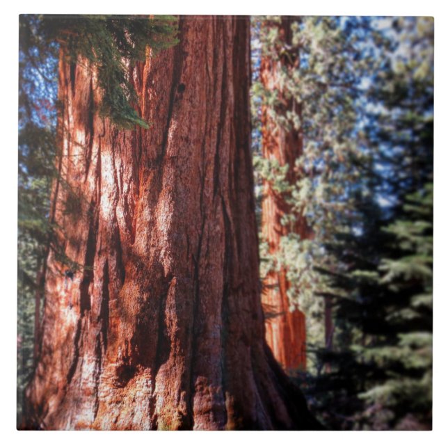 Giant Sequoia Photo Tile (Front)