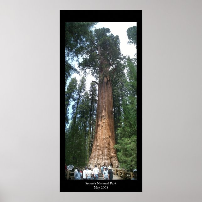 Giant Sequoia Poster (Front)
