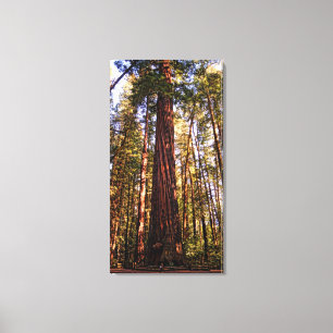 Giant Sequoia Redwood Wrapped Canvas Print
