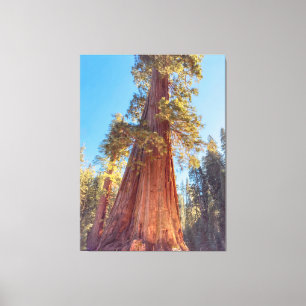 Giant Sequoia Tree Canvas Print