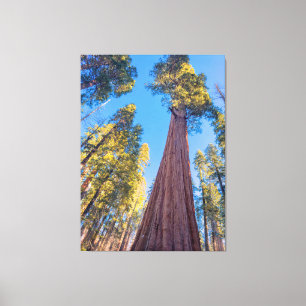 Giant Sequoia Tree Canvas Print