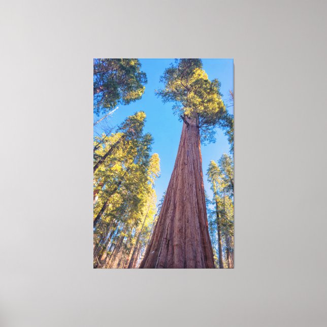 Giant Sequoia Tree Canvas Print (Front)