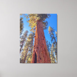 Giant Sequoia Tree in Forest Canvas Print
