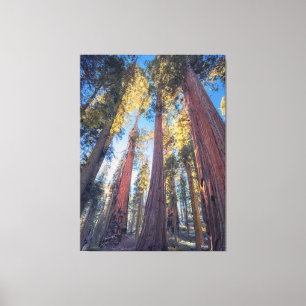 Giant Sequoia Trees Forest Landscape Canvas Print