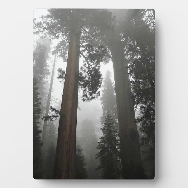 Giant Sequoia Trees in the Fog, CA Plaque (Front)