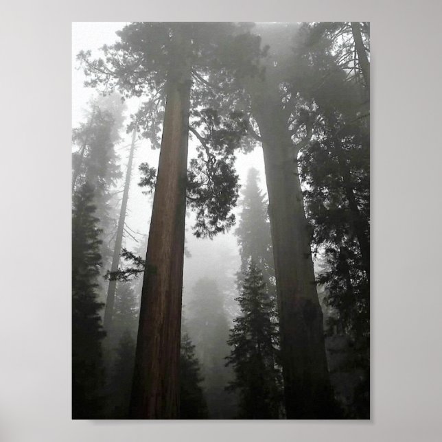 Giant Sequoia Trees in the Fog, CA Poster (Front)