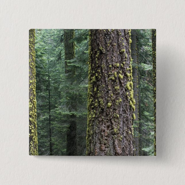 Giant Sequoia trees in the forest, Sequoia and 2 Inch Square Button (Front)
