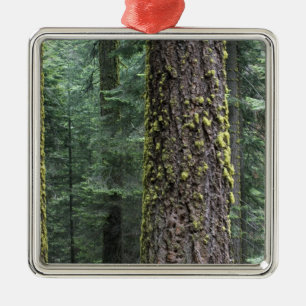 Giant Sequoia trees in the forest, Sequoia and Metal Ornament