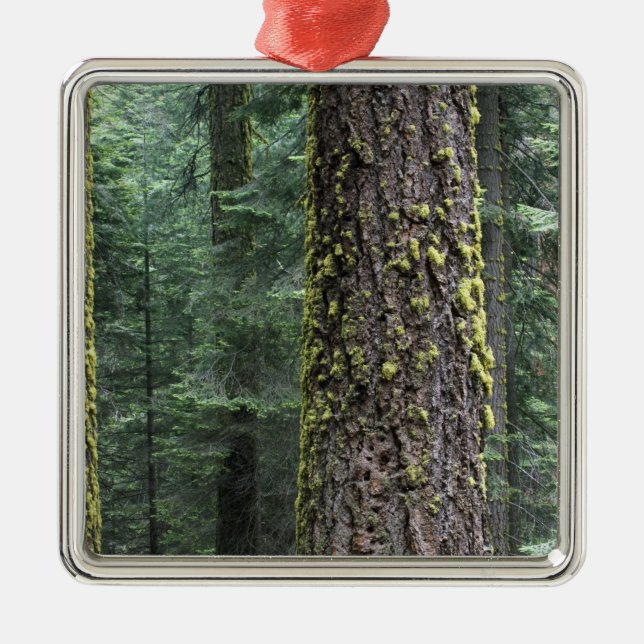 Giant Sequoia trees in the forest, Sequoia and Metal Ornament (Front)