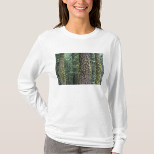 Giant Sequoia trees in the forest, Sequoia and T-Shirt