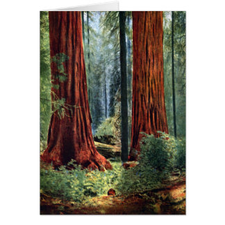 Giant Sequoia Trunks
