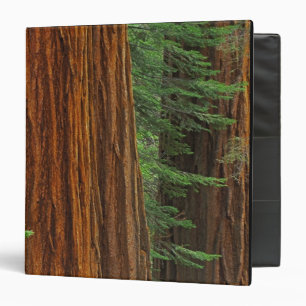 Giant Sequoia trunks in forest, Yosemite Binder