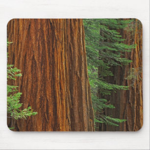 Giant Sequoia trunks in forest, Yosemite Mouse Pad