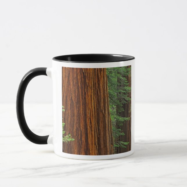 Giant Sequoia trunks in forest, Yosemite Mug (Left)