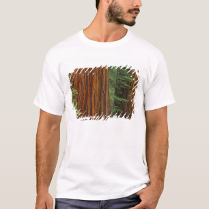 Giant Sequoia trunks in forest, Yosemite T-Shirt
