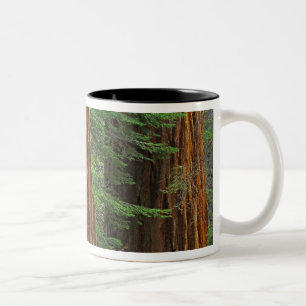 Giant Sequoia trunks in forest, Yosemite Two-Tone Coffee Mug