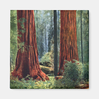 Giant Sequoia Trunks Magnet