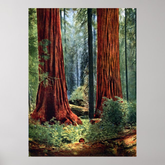 Giant Sequoia Trunks Poster (Front)