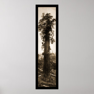 Giant Sequoia Wonder Photo 1915 Poster