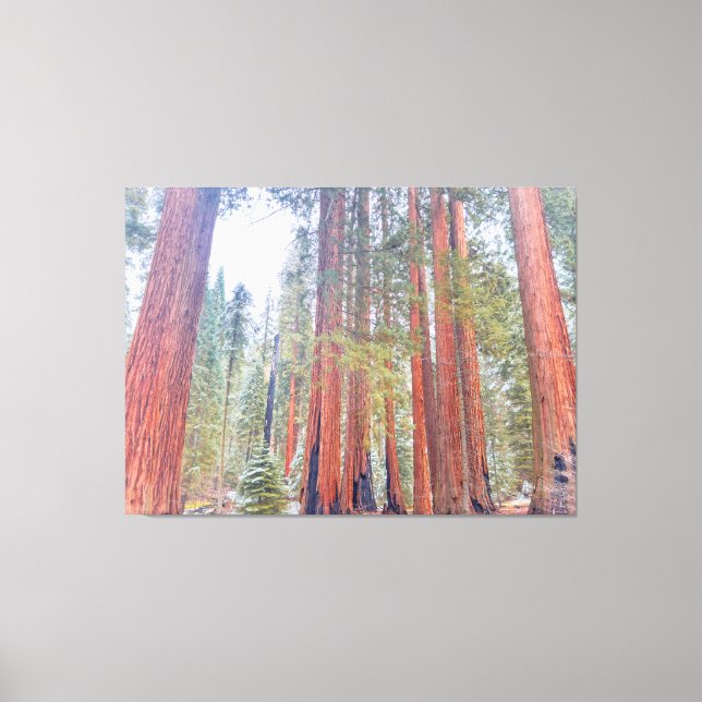 Giant Sequoias  Canvas Print (Front)