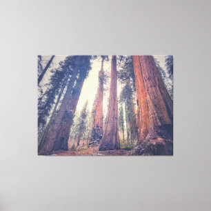 Giant Sequoias  Canvas Print