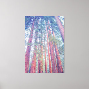 Giant Sequoias Canvas Print