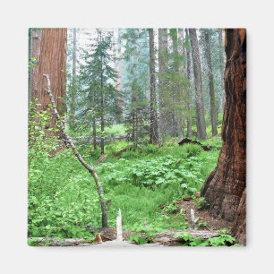 Giant Sequoias in Grant Grove, CA Magnet
