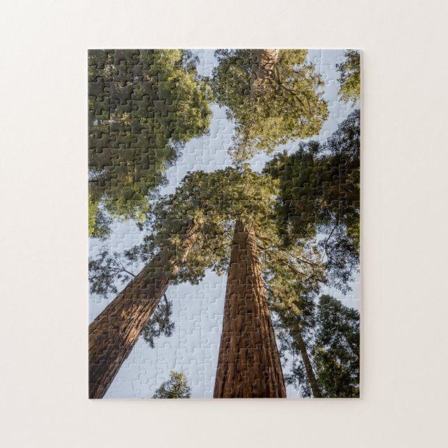 Giant Sequoias in Sequoia National Park Jigsaw Puzzle (Vertical)