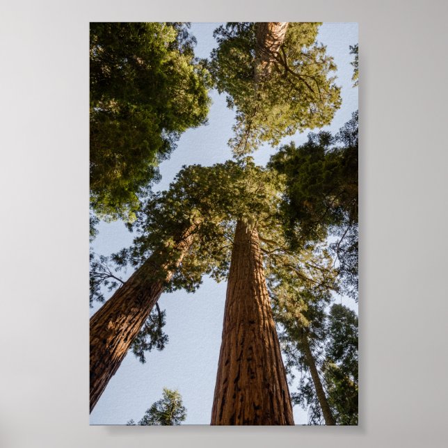 Giant Sequoias in Sequoia National Park Poster (Front)