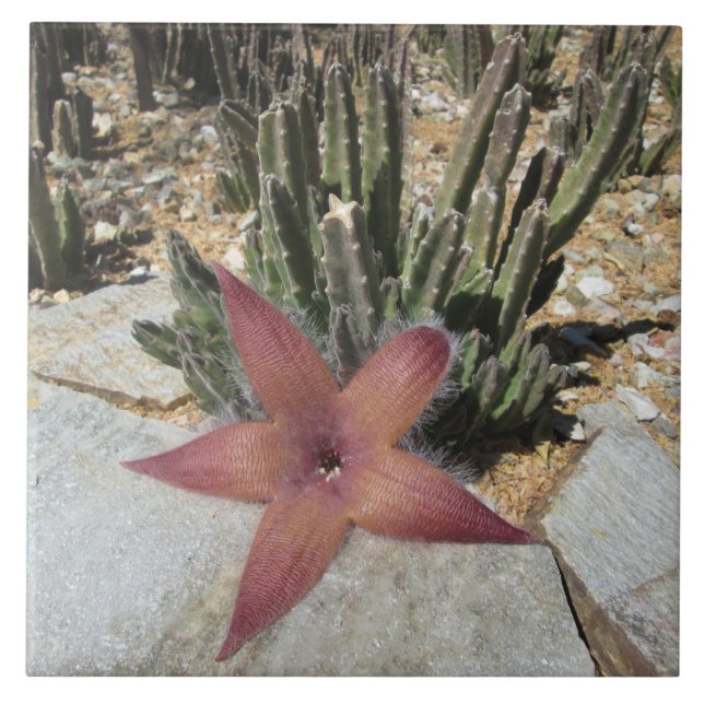 Giant Starfish Cactus Tile (Front)