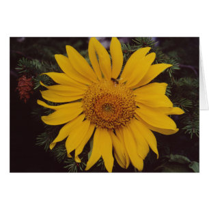 Giant Sunflower Bee Green Pine Tree Greeting Card