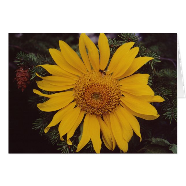 Giant Sunflower Bee Green Pine Tree Greeting Card (Front Horizontal)