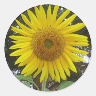 Giant Sunflower Stickers
