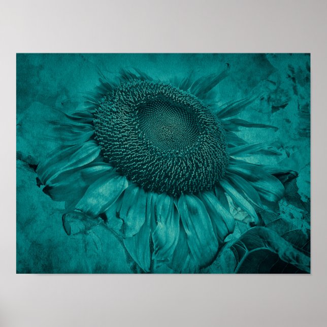Giant Sunflower Teal Blue Vintage Antique Poster (Front)