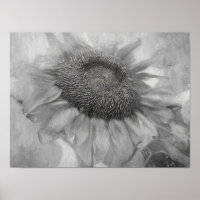 Giant Sunflower Vintage Style Black And White Art