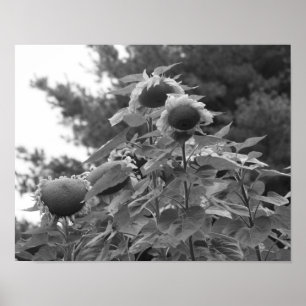 Giant Sunflowers Floral Black And White  Poster