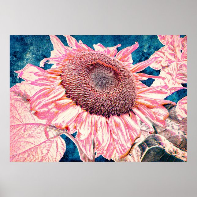 Giant Sunflowers Pink Teal Blue Vintage Poster (Front)