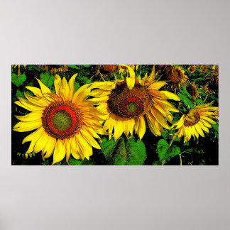 Giant Sunflowers,poster Poster
