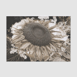Giant Sunflowers Rustic Sepia Tone Vintage Tissue Paper