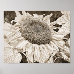 Giant Sunflowers Sepia Brown Texture Art Decoupage Poster