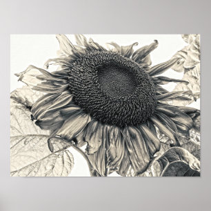 Giant Sunflowers Vintage Sepia Botanical Art Poster