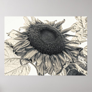 Giant Sunflowers Vintage Sepia Botanical Art Poster