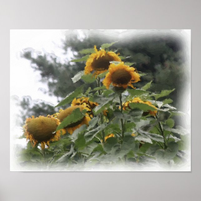 Giant Sunflowers Watercolor Photo Painting  Poster (Front)