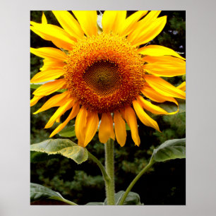 Giant Sunflowers, yellow floral Poster